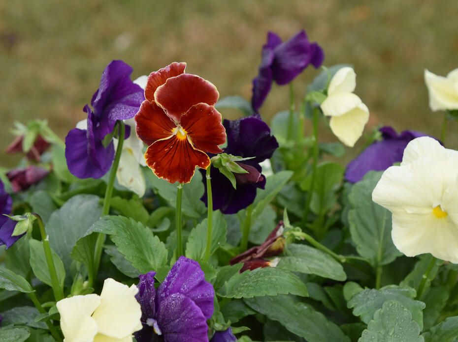 A single red bloom rises above green leaves along with white and purple blooms.