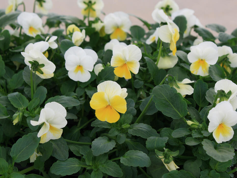 Flowers with white and yellow petals bloom above lush, green leaves.
