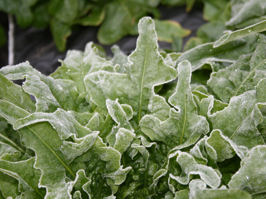 Frost covers the ruffled leaves of young lettuce.