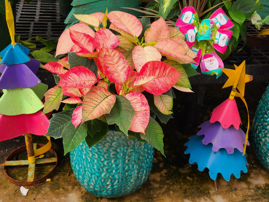  A pink and white poinsettia is surrounded by small, decorative Christmas trees.