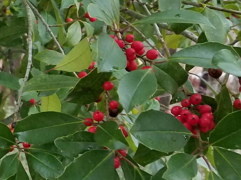 A branch has green leaves and clusters of red berries along its length.