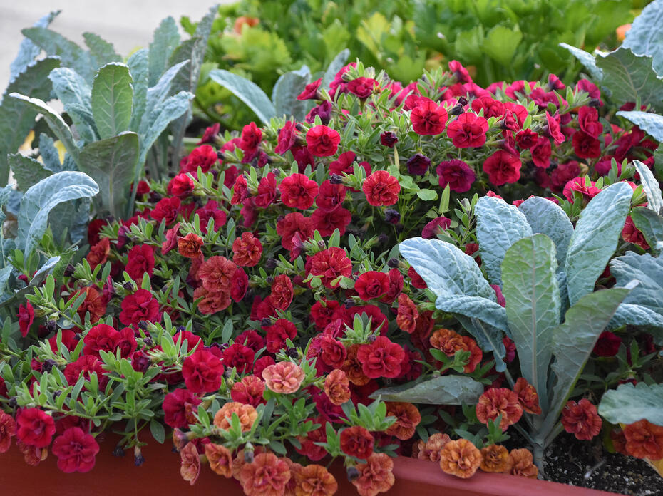 Upright, green leaves rise above mounding red flowers.