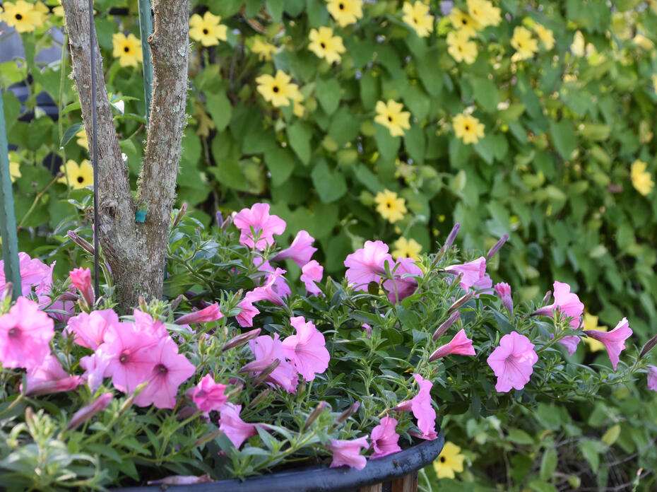 Purple flowers bloom in front of a wall of green with yellow flowers.