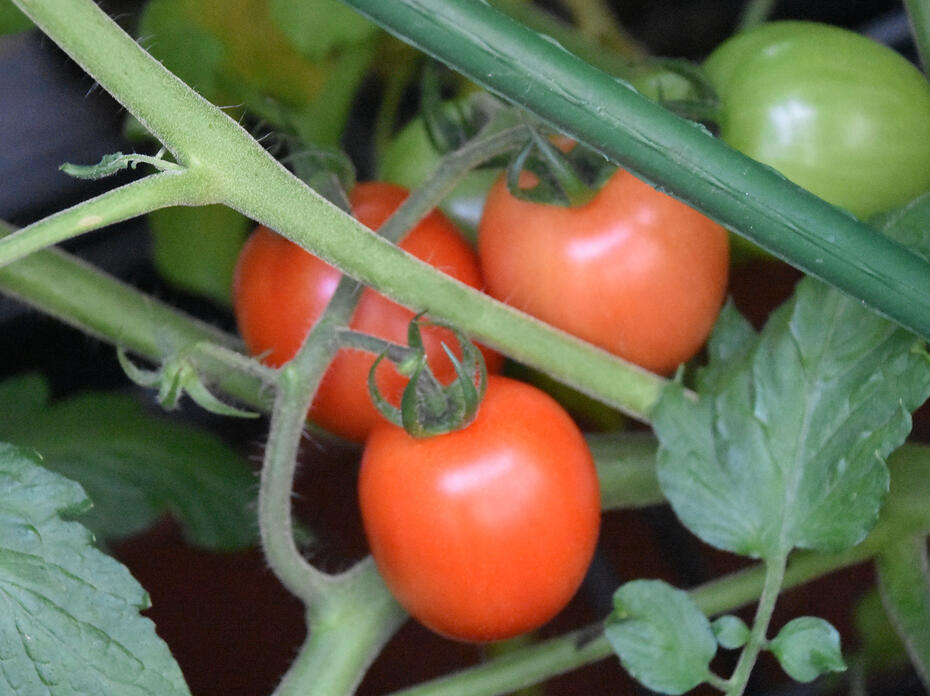 Three red tomatoes grow on a plant with green tomatoes.