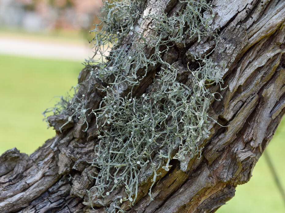 A small clump of hairy-type plant material grows on a tree trunk.