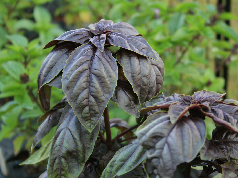 A plant has purple leaves.