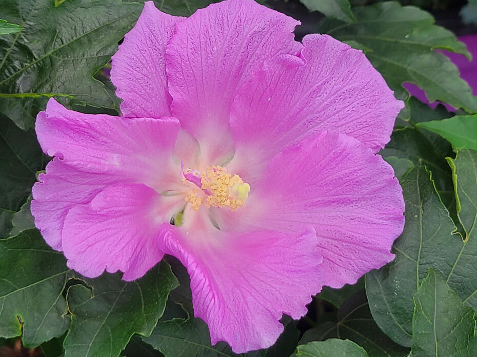 A single purple bloom has several overlapping petals.