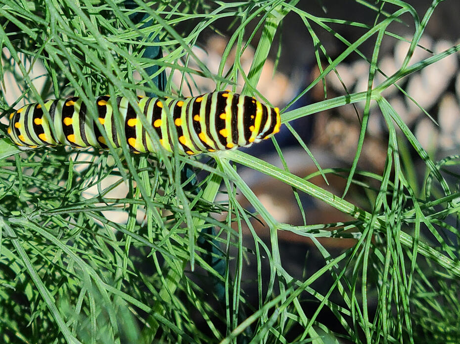 A large, striped butterfly rests on a green plant.