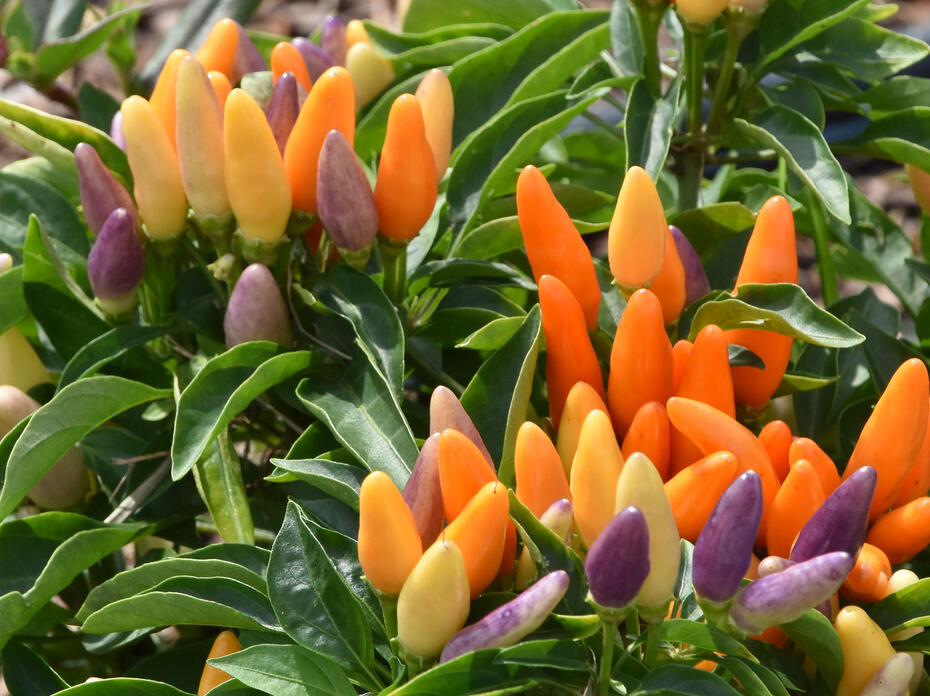 Small orange, purple and yellow fruit point upward from green plant.
