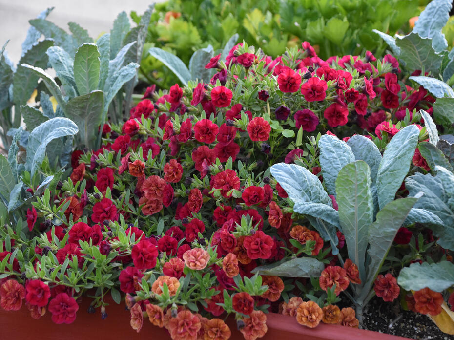 Bluish-green, upright leaves are interspersed with a mound of red flowers.