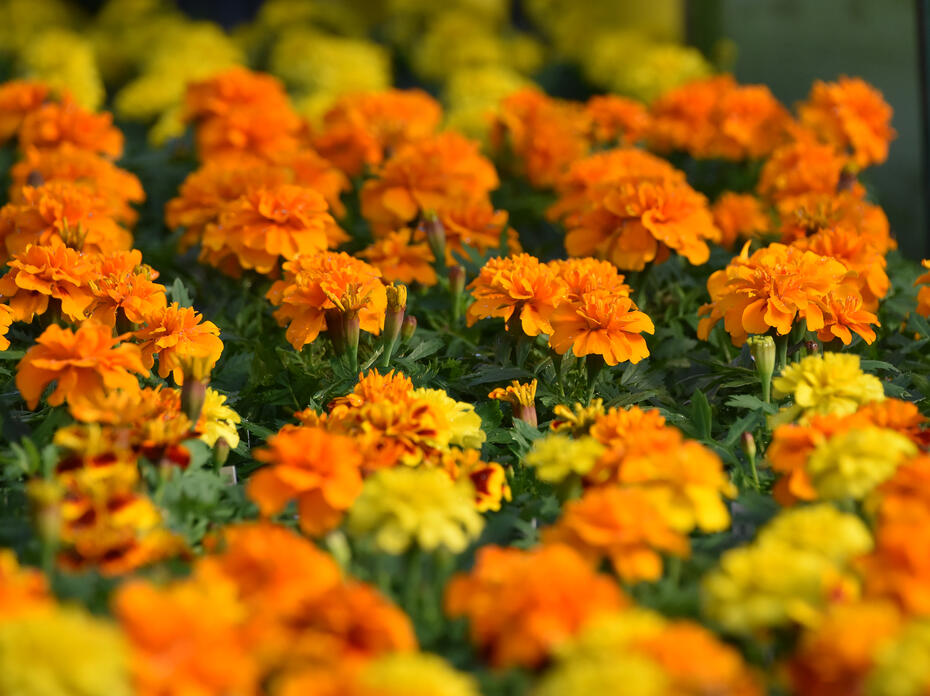 Dozens of yellow and orange blooms form a solid blanket.