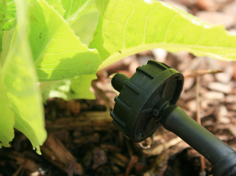 A round, black plastic head faces a plant.