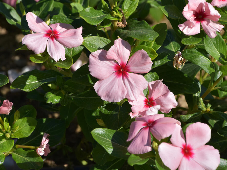 Pink flowers bloom on a green plant