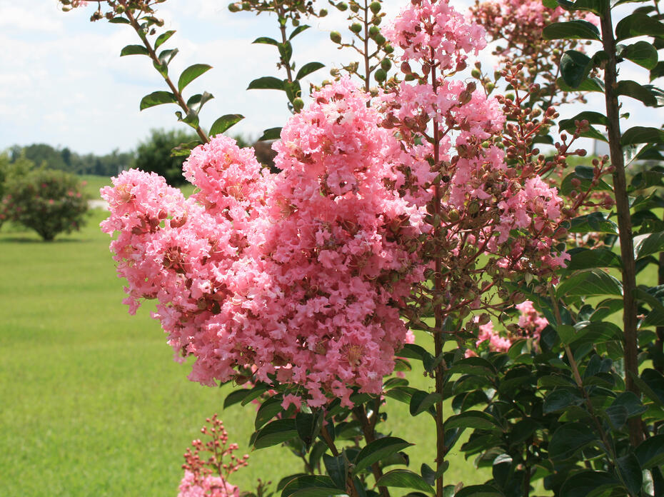 Small pink flower clusters bloom at the end of branches.