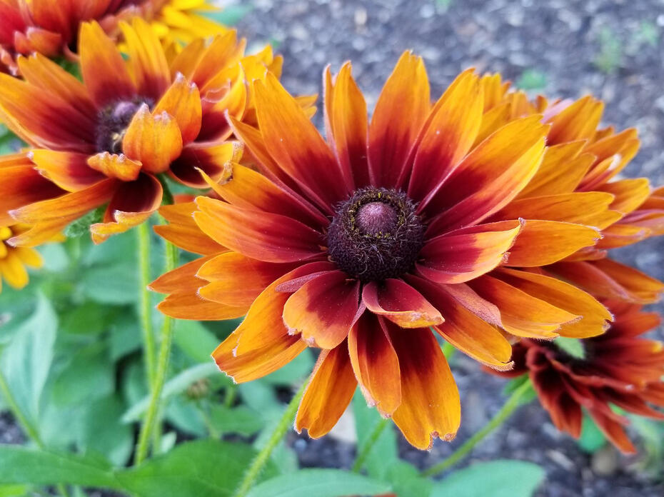 Three large, yellow flowers with dark centers bloom on green stems.