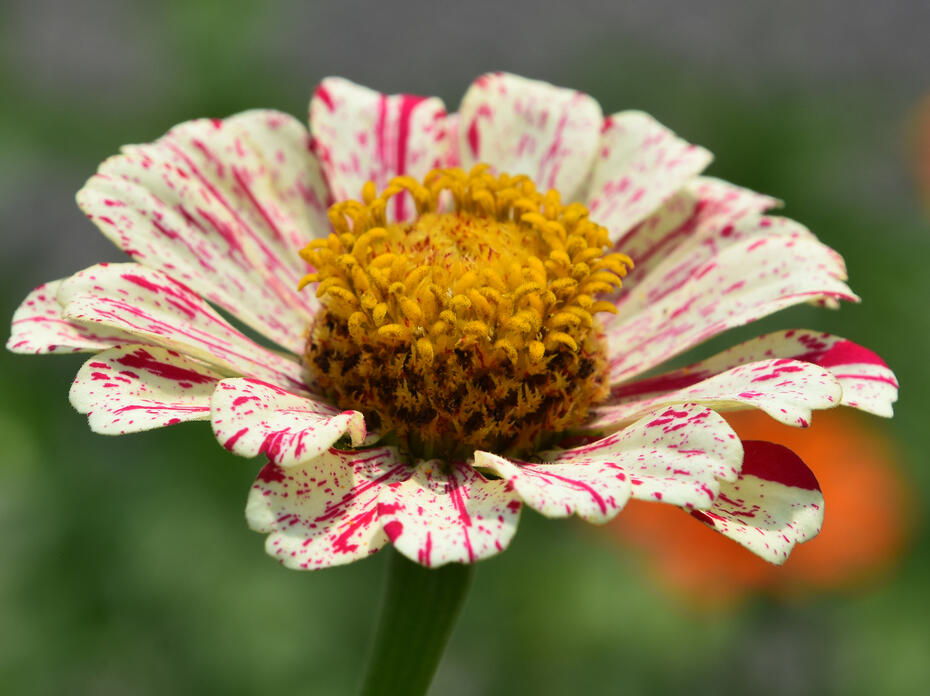 A single bloom has white petals with thin red stripes.