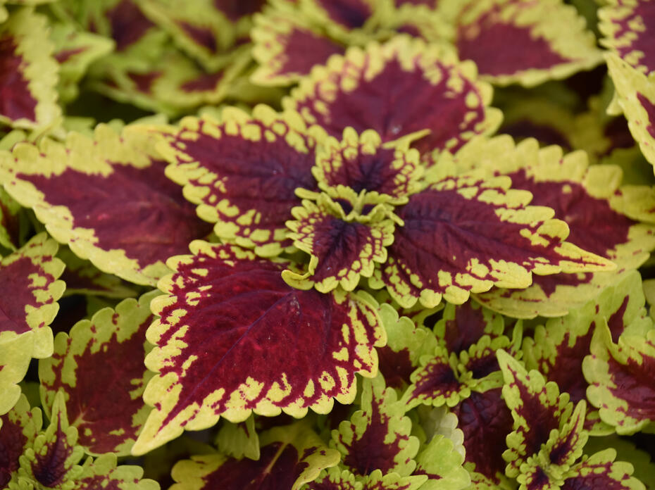 Lime green, ruffled leaves have reddish centers.