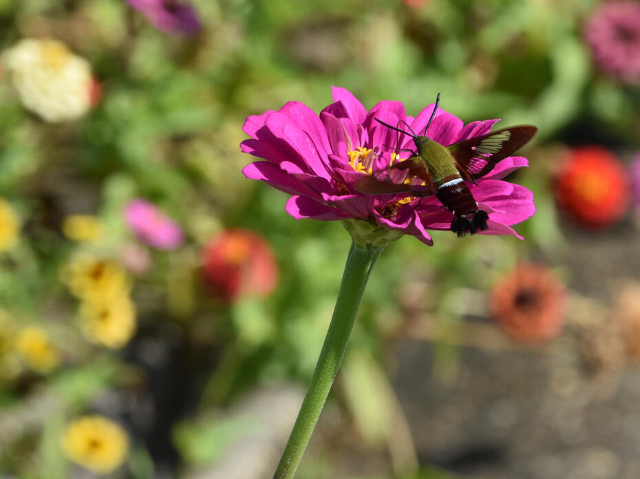 A moth feeds from a purple bloom.