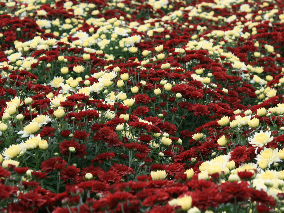 Maroon and white flowers cover a carpet of green foliage.