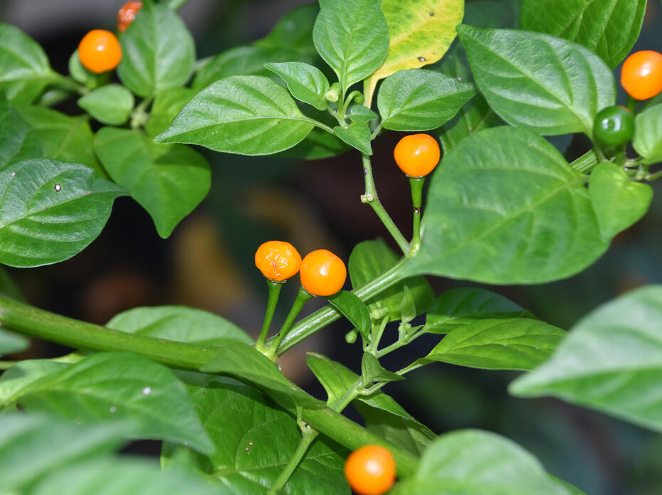 Round, yellow and green peppers grow on a bush.