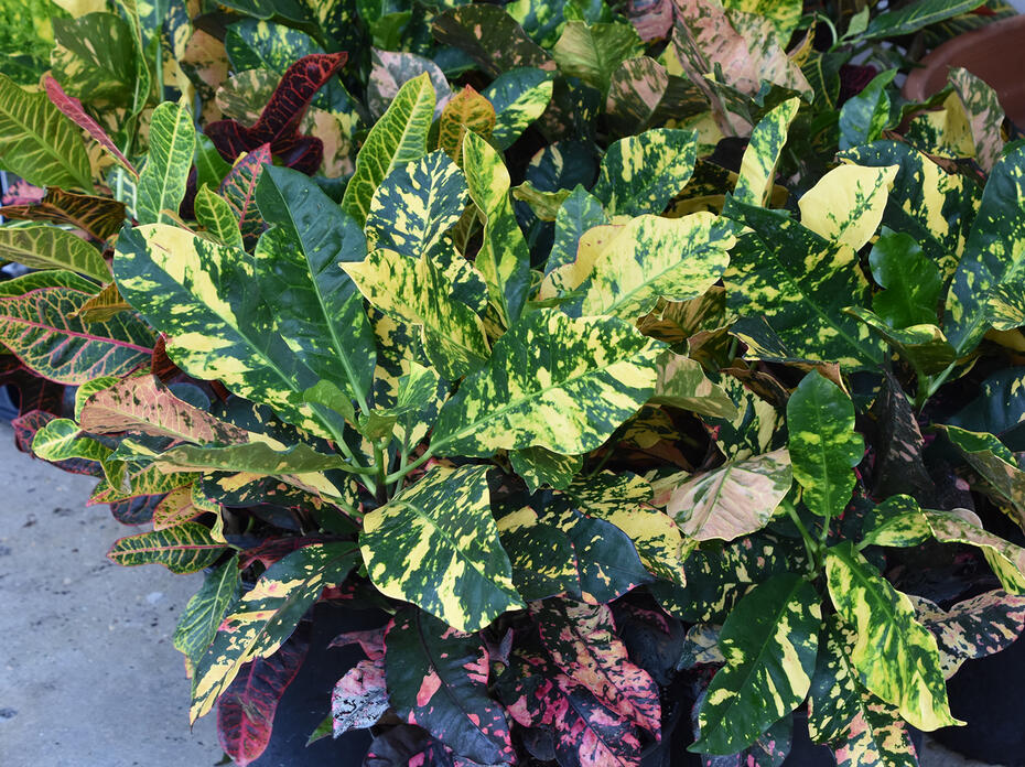 Green leaves are decorated with yellow or pink splotches.