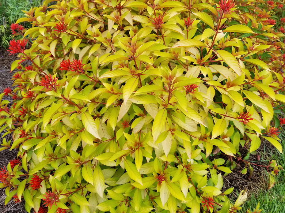 A bright-yellow bush has red flowers stalks.