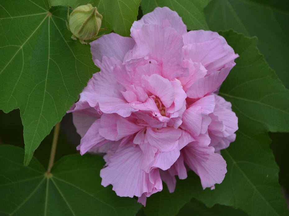 A single pink bloom is surrounded by green leaves.