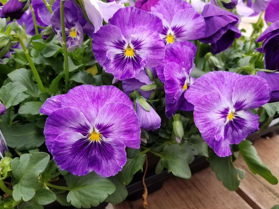 Purple blooms have small, yellow centers.