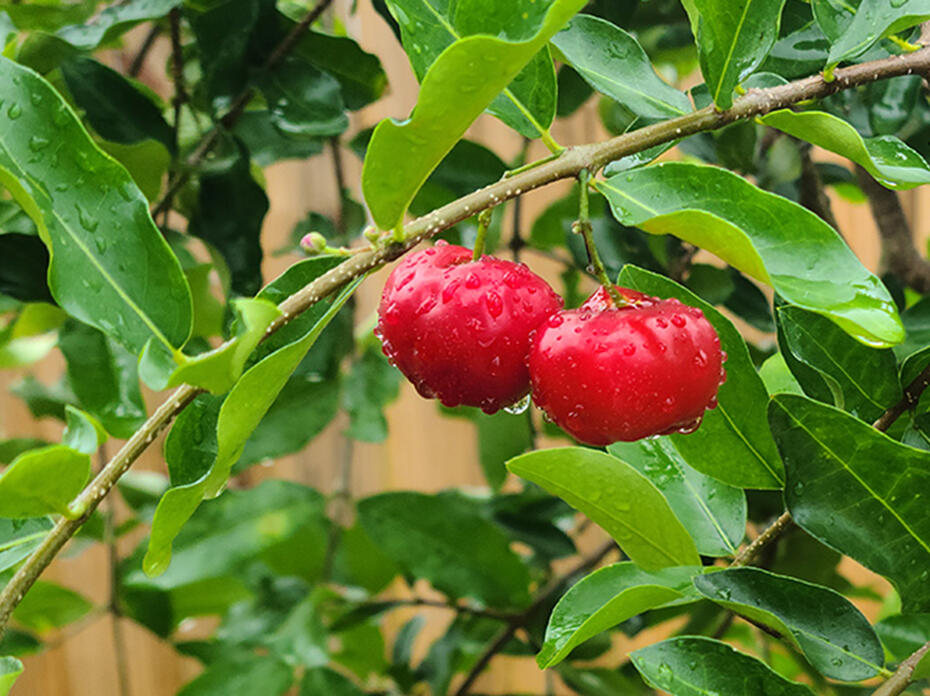 Round, red fruit grows on a branch.