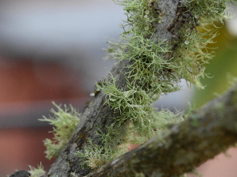 Fuzzy green patches grow on a branch.