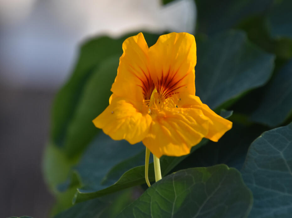 A yellow bloom.