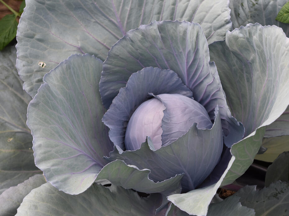 A head of cabbage grows in a garden.
