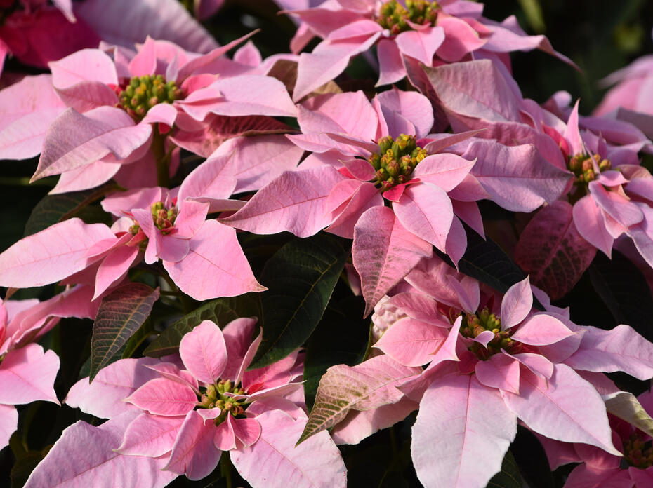 Pink poinsettias.