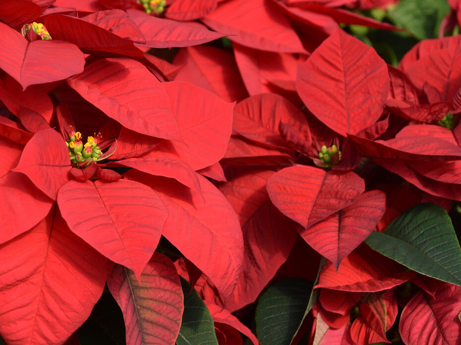 Red poinsettias 