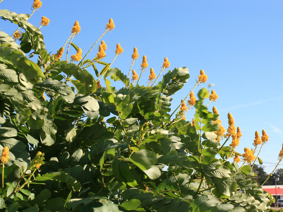 Individual yellow blooms stand upright from green foliage.