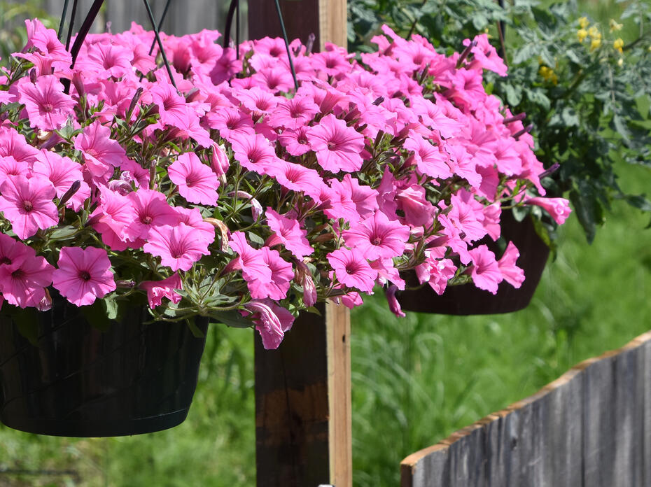 A hanging basket is filled with pink blooms.