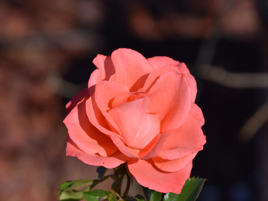 A single pink rose bloom.