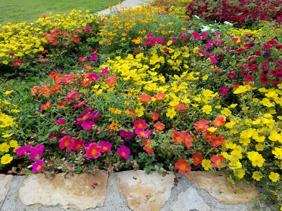 Low plants are covered in yellow and purple blooms. 