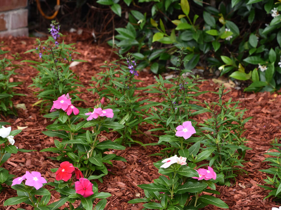 Mulch surrounds small flowering plants.