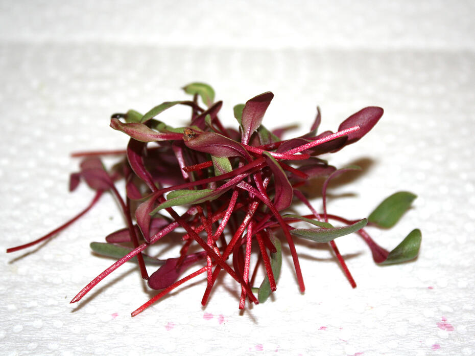 Tiny, red plant sprouts have been cut and placed in a pile.