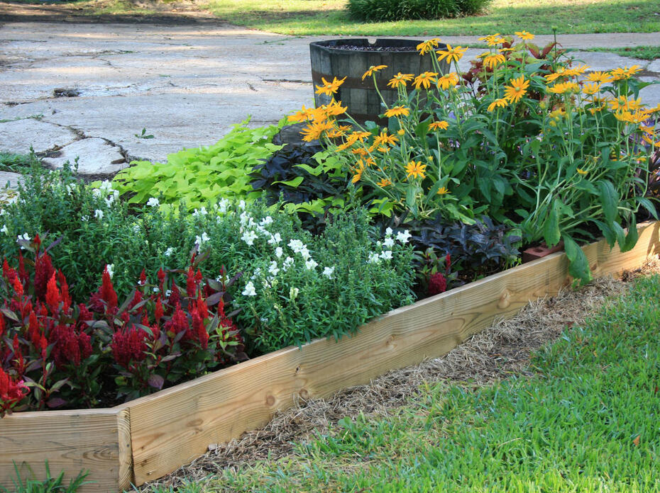 A variety of flowers are lined with wood.