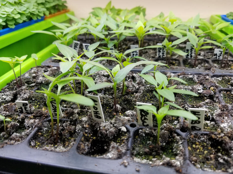 Tiny plants grow in black trays.