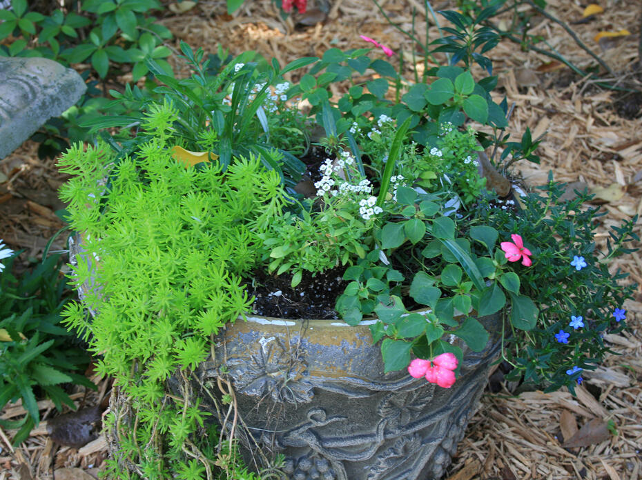 Small white, blue and pink flowers bloom from a container.