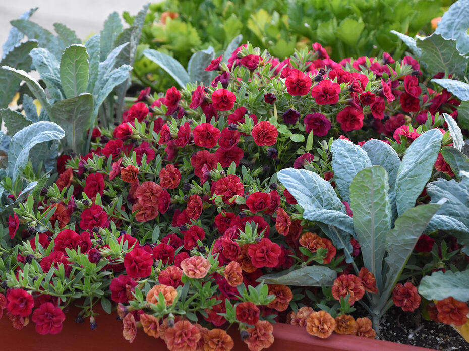Upright green leaves grow among red blooms.