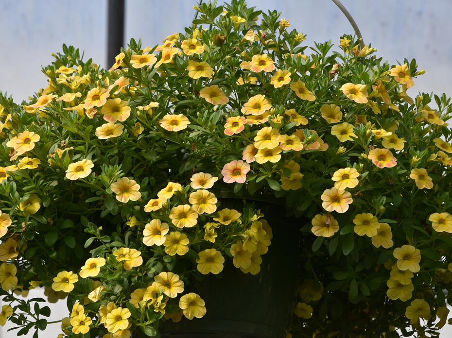 Yellow flowers cover a hanging basket.