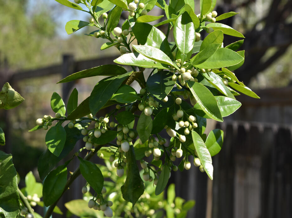 A branch is loaded with flower buds.