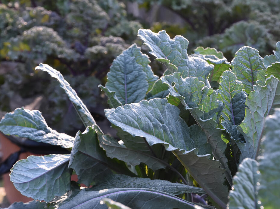 A plant has wide green leaves.