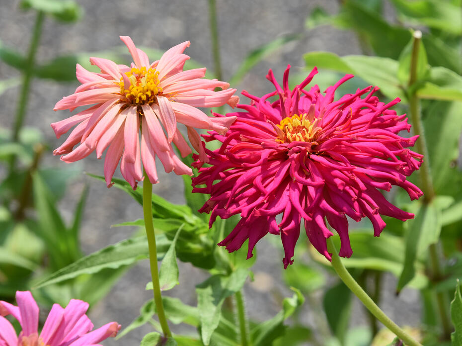 Two pink blooms have ruffled petals.