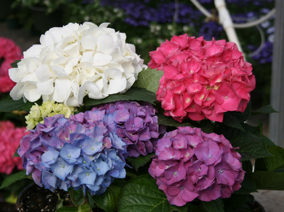 A plant has a cluster of white, pink, purple and blue blooms.