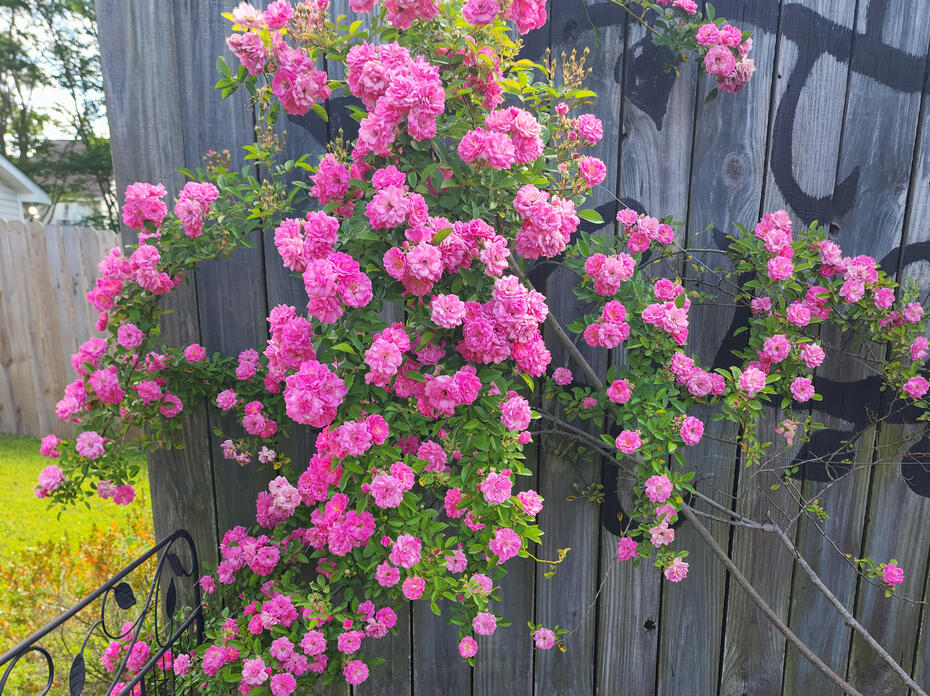 A cluster of pink blooms leaning against a wooden fence.